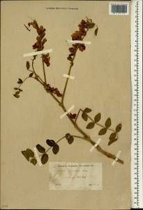 Onobrychis galegifolia Boiss., Зарубежная Азия (ASIA) (Турция)