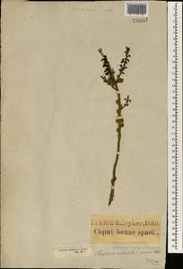 Freylinia undulata (L. fil.) Benth., Африка (AFR) (ЮАР)