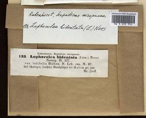 Lophocolea bidentata (L.) Dumort., Гербарий мохообразных, Мхи - Западная Европа (BEu) (Германия)