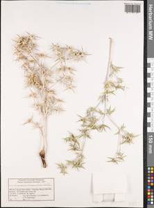 Eryngium triquetrum Vahl, Африка (AFR) (Марокко)