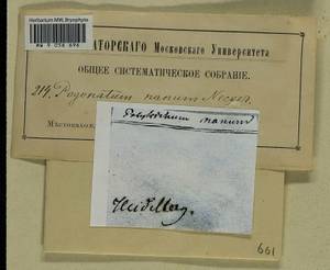 Pogonatum nanum (Hedw.) P. Beauv., Гербарий мохообразных, Мхи - Западная Европа (BEu) (Германия)