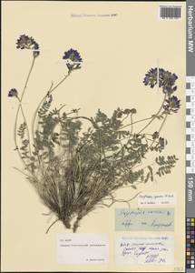 Остролодочник албанский Steven, Кавказ, Северная Осетия, Ингушетия и Чечня (K1c) (Россия)