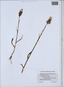 Dactylorhiza majalis subsp. lapponica (Laest. ex Hartm.) H.Sund., Восточная Европа, Северный район (E1) (Россия)