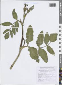 Макроселинум широколистный (M.Bieb.) Schur, Восточная Европа, Центральный лесостепной район (E6) (Россия)