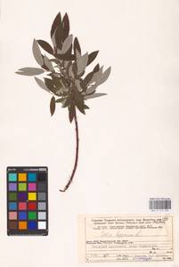 Ива лопарская L., Восточная Европа, Северный район (E1) (Россия)