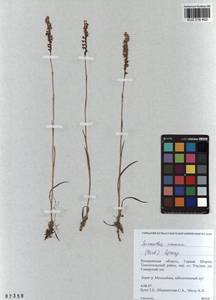 Spiranthes australis (R.Br.) Lindl., Сибирь, Алтай и Саяны (S2) (Россия)