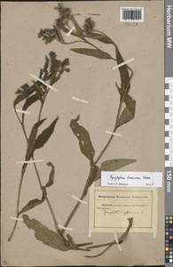 Symphytum tanaicense Steven, Восточная Европа, Ростовская область (E12a) (Россия)
