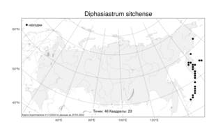 Diphasiastrum sitchense, Дифазиаструм ситхинский (Rupr.) Holub, Атлас флоры России (FLORUS) (Россия)