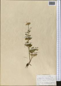 Сныть альпийская Ledeb., Средняя Азия и Казахстан, Памир и Памиро-Алай (M2) (Киргизия)