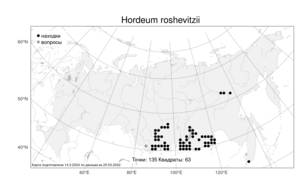 Hordeum roshevitzii, Ячмень Рожевица Bowden, Атлас флоры России (FLORUS) (Россия)