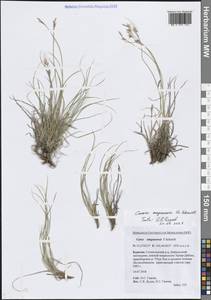 Осока амгунская F.Schmidt, Сибирь, Прибайкалье и Забайкалье (S4) (Россия)