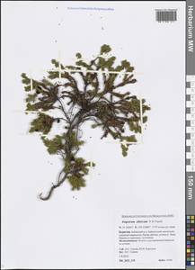 Empetrum nigrum subsp. stenopetalum (V. N. Vassil.) Nedol., Сибирь, Прибайкалье и Забайкалье (S4) (Россия)