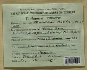 Pleurozium schreberi (Willd. ex Brid.) Mitt., Гербарий мохообразных, Мхи - Чукотка и Камчатка (B21) (Россия)
