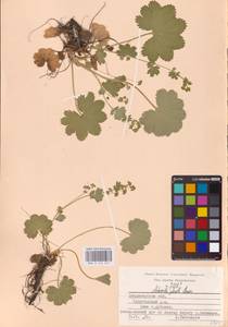 Манжетка складчатая Buser, Восточная Европа, Центральный район (E4) (Россия)