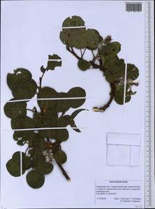 Salix nakamurana subsp. kurilensis (Koidz.) Hiroyoshi Ohashi, Сибирь, Дальний Восток (S6) (Россия)