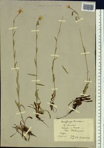 Камнеломка болотная L., Сибирь, Алтай и Саяны (S2) (Россия)