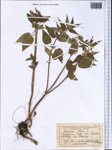 Яснотка белая, Глухая крапива L., Средняя Азия и Казахстан, Северный и Центральный Тянь-Шань (M4) (Киргизия)