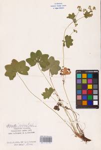 Манжетка Воротникова Czkalov, Восточная Европа, Центральный район (E4) (Россия)