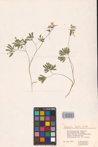 Хохлатка плотная (L.) Clairv., Восточная Европа, Нижневолжский район (E9) (Россия)