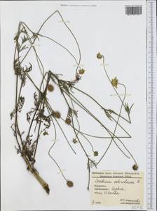 Скабиоза бледно-желтая L., Западная Европа (EUR) (Болгария)