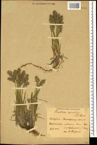Koeleria spicata (L.) Barberá, Quintanar, Soreng & P.M.Peterson, Кавказ, Ставропольский край, Карачаево-Черкесия, Кабардино-Балкария (K1b) (Россия)