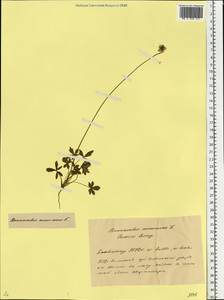 Ranunculus polyanthemos subsp. nemorosus (DC.) Schübl. & G. Martens, Восточная Европа, Белоруссия (E3a) (Белоруссия)