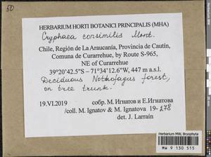 Cryphaea consimilis Mont., Гербарий мохообразных, Мхи - Америка (BAm) (Чили)