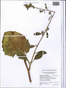 Arctium umbrosum (Bunge) Kuntze, Средняя Азия и Казахстан, Западный Тянь-Шань и Каратау (M3) (Киргизия)