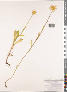 Нивяник обыкновенный, Поповник Lam., Восточная Европа, Центральный район (E4) (Россия)