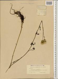 Klasea radiata subsp. radiata, Кавказ, Армения (K5) (Армения)