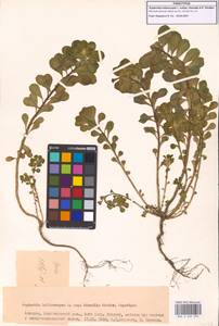 Euphorbia helioscopia subsp. helioscopioides (Loscos & Pardo) O.Bolòs, Font Quer & Vigo, Кавказ, Грузия (K4) (Грузия)