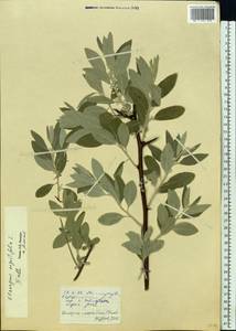 Лох узколистный, Лох обыкновенный L., Восточная Европа, Нижневолжский район (E9) (Россия)