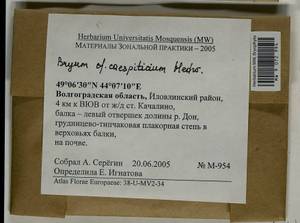 Ptychostomum imbricatulum (Müll. Hal.) Holyoak & N. Pedersen, Гербарий мохообразных, Мхи - Нижний Дон и Нижняя Волга (B11) (Россия)