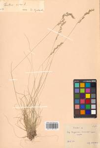 Овсяница овечья L., Сибирь, Дальний Восток (S6) (Россия)