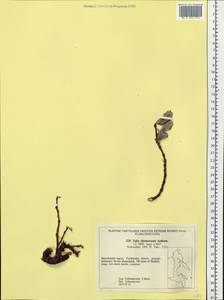 Ива Шамиссо Andersson, Сибирь, Чукотка и Камчатка (S7) (Россия)