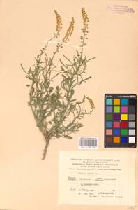 Резеда желтая L., Восточная Европа, Северо-Украинский район (E11) (Украина)