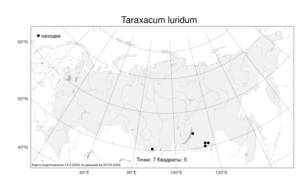 Taraxacum luridum, Одуванчик грязно-желтый G. E. Haglund, Атлас флоры России (FLORUS) (Россия)