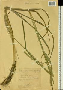 Пырейник изменчивый (Drobow) Tzvelev, Сибирь, Западный (Казахстанский) Алтай (S2a) (Казахстан)