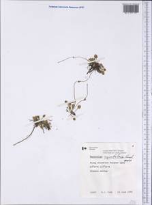 Halerpestes cymbalaria (Pursh) Greene, Америка (AMER) (Канада)