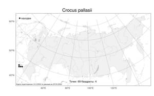 Crocus pallasii, Шафран Палласа Goldb., Атлас флоры России (FLORUS) (Россия)