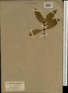 Osmanthus fragrans var. aurantiacus Makino, Зарубежная Азия (ASIA) (Япония)