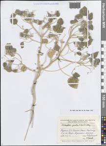 Хрозофора песчаная Kar. & Kir., Средняя Азия и Казахстан, Каракумы (M6) (Туркмения)