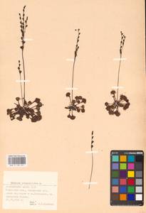 Росянка круглолистная L., Восточная Европа, Северо-Западный район (E2) (Россия)