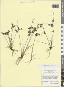 Сыть бурая L., Кавказ, Краснодарский край и Адыгея (K1a) (Россия)