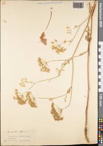 Бедренец близкий Ledeb., Средняя Азия и Казахстан, Памир и Памиро-Алай (M2) (Узбекистан)