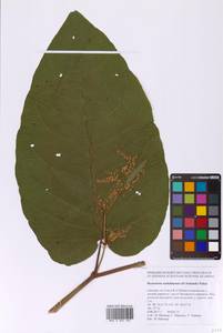 Рейнутрия сахалинская, Сахалинская гречиха (F.Schmidt) Nakai, Сибирь, Дальний Восток (S6) (Россия)