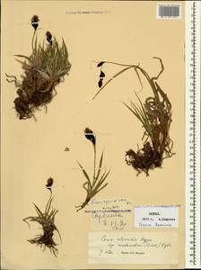 Carex aterrima subsp. medwedewii (Leskov) T.V.Egorova, Кавказ, Грузия (K4) (Грузия)