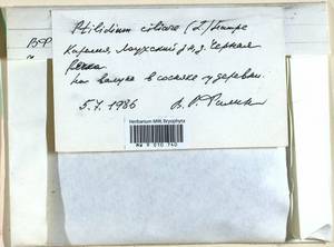 Ptilidium ciliare (L.) Hampe, Гербарий мохообразных, Мхи - Карелия, Ленинградская и Мурманская области (B4) (Россия)
