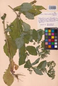 Crepidiastrum denticulatum subsp. denticulatum, Сибирь, Дальний Восток (S6) (Россия)