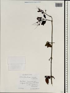 Volkameria inermis L., Зарубежная Азия (ASIA) (Вьетнам)